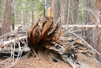 DSC_3260 (Large).JPG